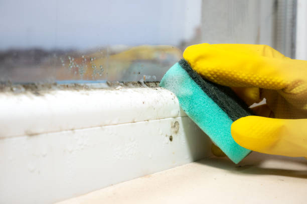 Best Preventive Mold Services in East Uniontown, PA